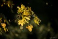 contrejour de printemps